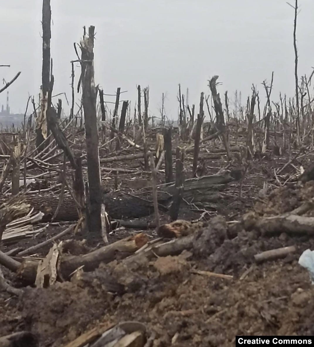 Echoes Of World War I Highlighted In Mud, Shattered Trees Of Ukraine