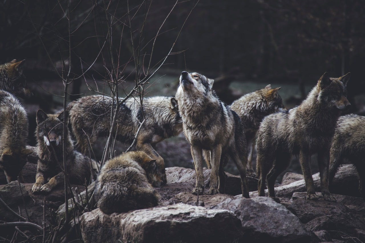 A group of 8 wolves in a rocky clearing in a winter forest. Some standing some lying down, facing different directions. One of the standing wolves looks like it’s about to howl. The wolves have grey brown fur and the background is quite dark