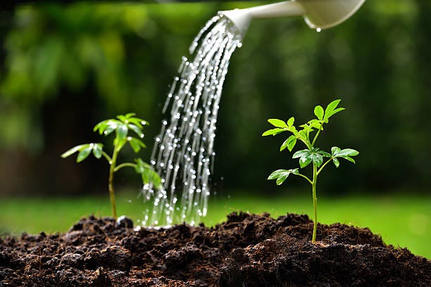 105,816 Watering Plant Stock Photos, Pictures & Royalty-Free Images - iStock