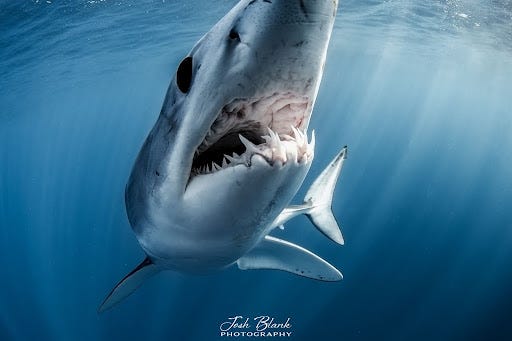 Mako shark