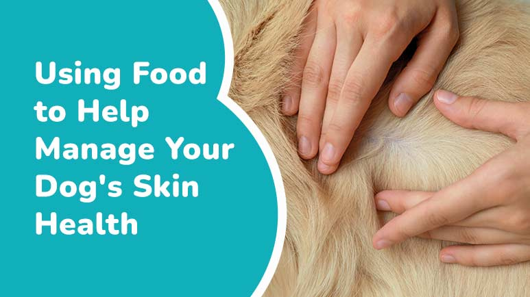 food for dog skin health