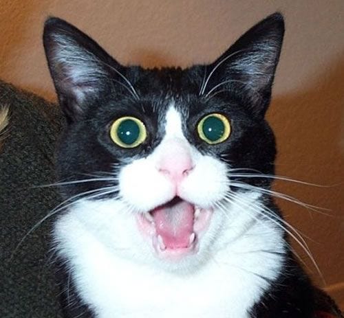 20 Funny Shocked Cat Memes 1 | Shocked cat, Cats, Funny animals