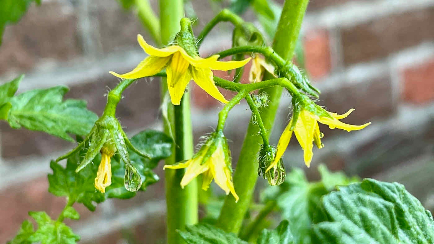 A cluster of bright yellow tomato blossoms