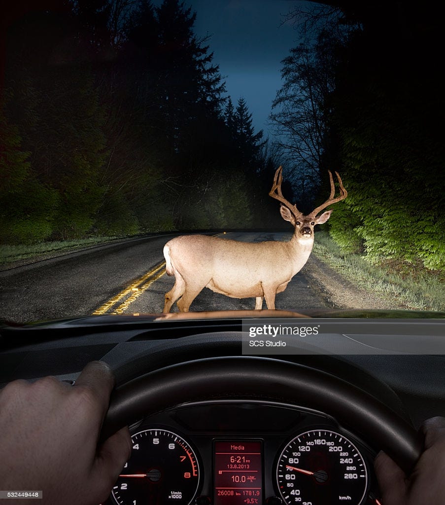 Deer In Headlights On Road Seen From Car Window High-Res Stock Photo - Getty Images
