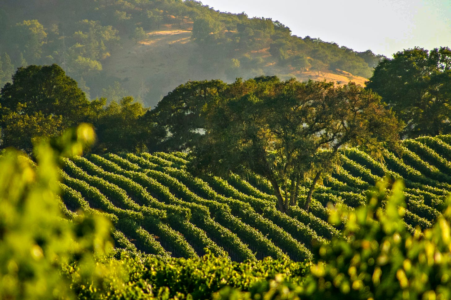 Napa Valley travel | California, The USA, North America - Lonely Planet