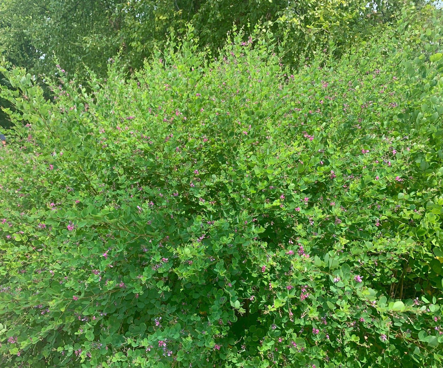 Large shrub with small pink flowers on the ends of branches