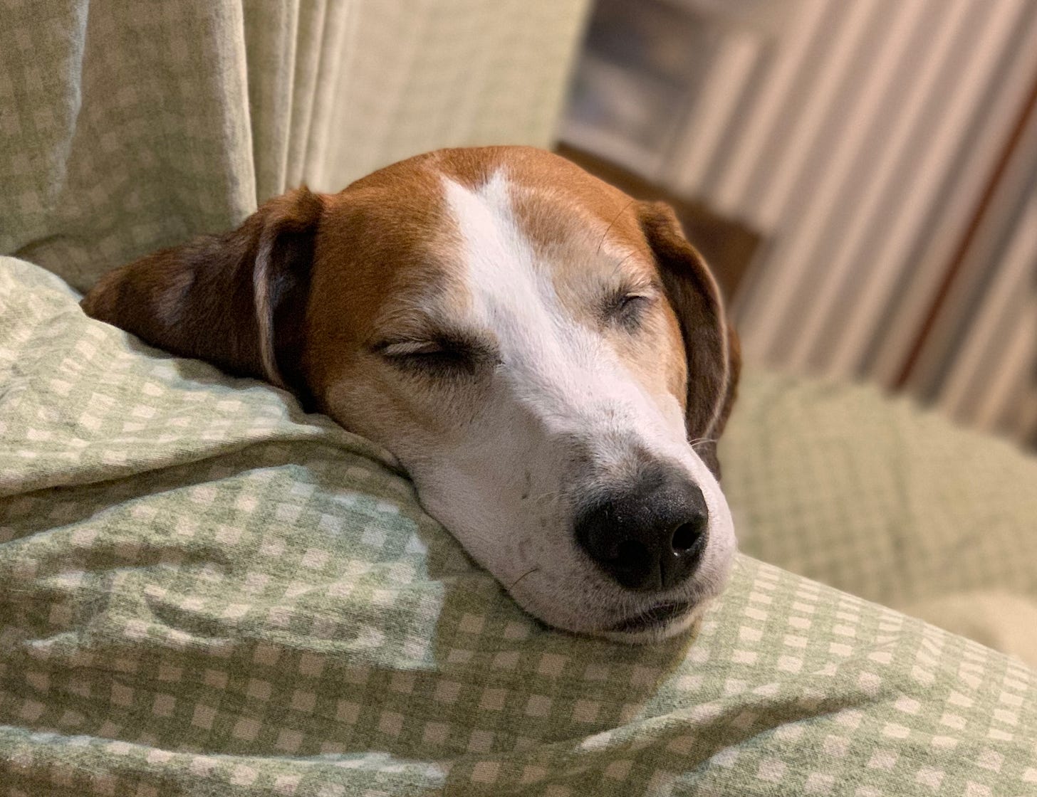 A white, brown and black American Foxhound sleeps on a chair with a green and yellow plaid pattern. Only his head is visible over the side of the chair. 