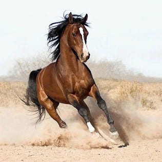 A photo of a beautiful horse.