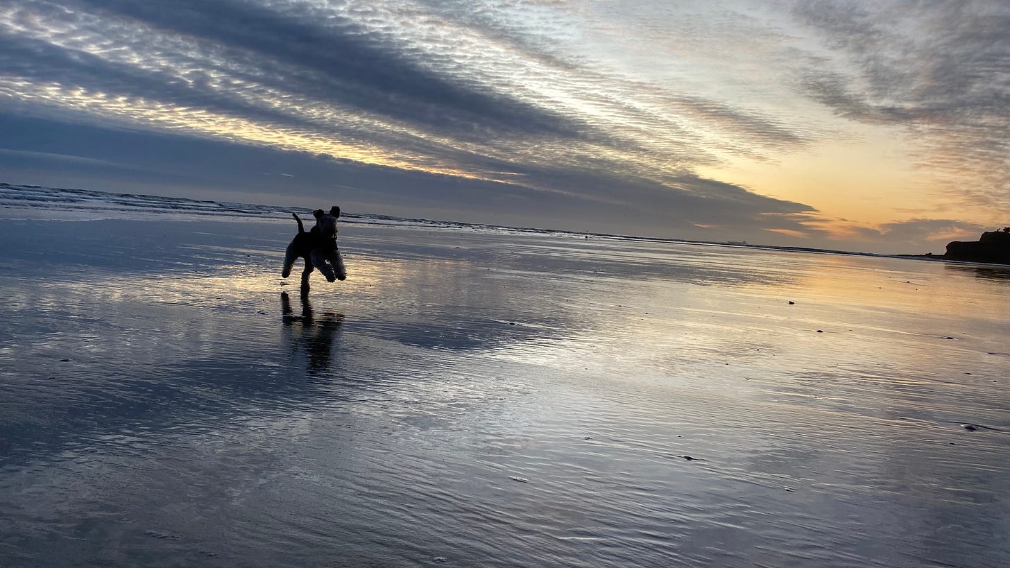 Silhouette of Nutmeg prancing like an idiot on the beach.