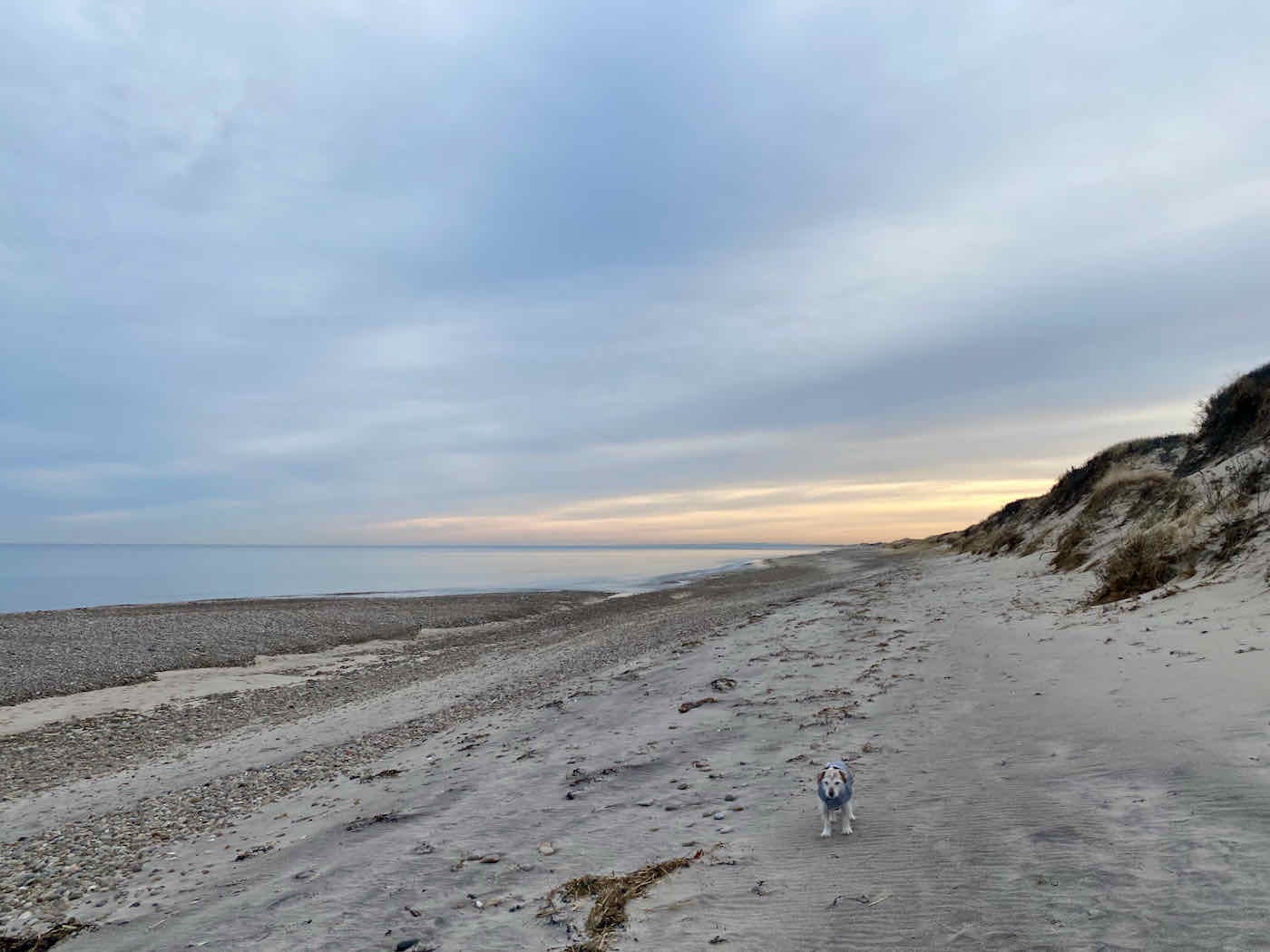 A small white dog standing on a stretch of sand, with an early-morning sky—blues and oranges—in the distance