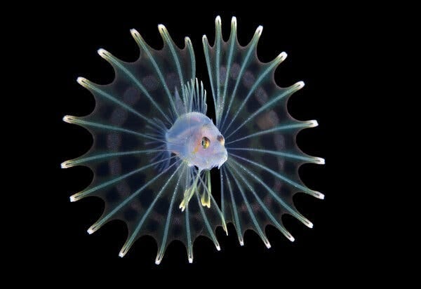 An inch-long larval lionfish off the coast of Palm Beach, Fla. “What’s really fascinating is when you send the scientists something and they have no idea what it is,” said Steven Kovacs, a local dentist and blackwater photographer.