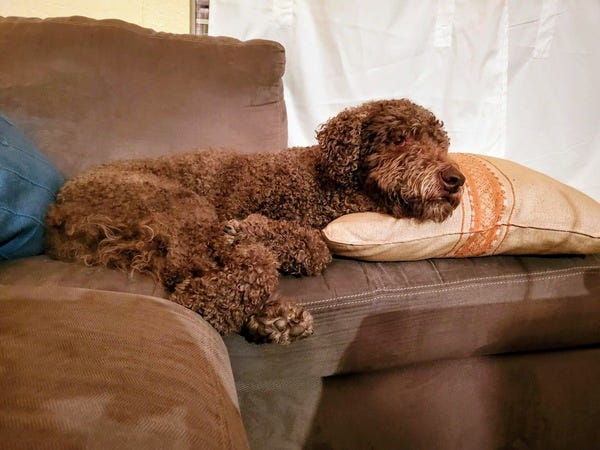 Tuba, who belongs to loyal reader Sele, enjoys snoozing in the sun. Want your pet to be featured? hltr.co/pets