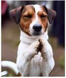 Praying dog | Jack russell, Newborn puppies, Jack russell terrier