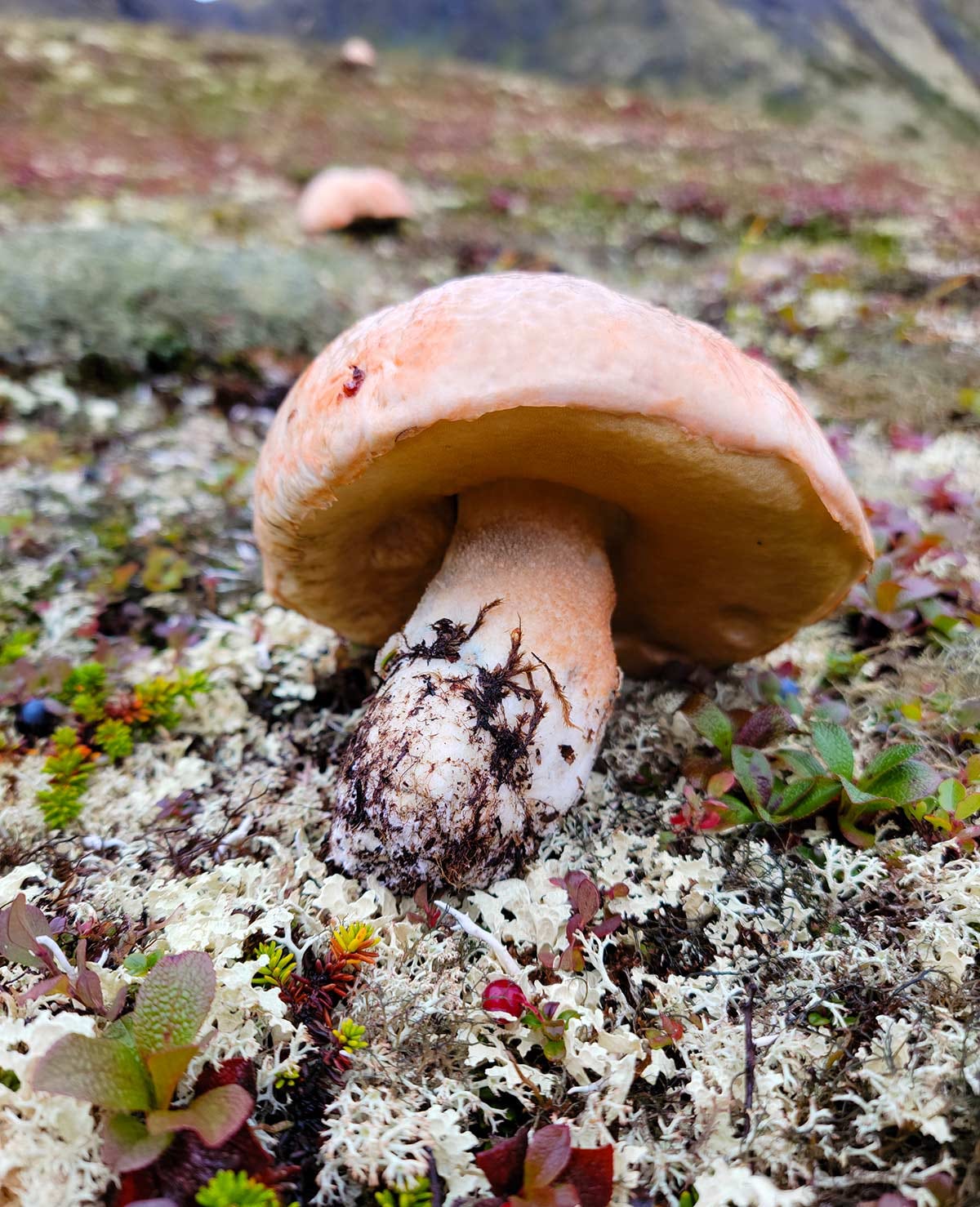 Mushroom in the Alaskan tundra.