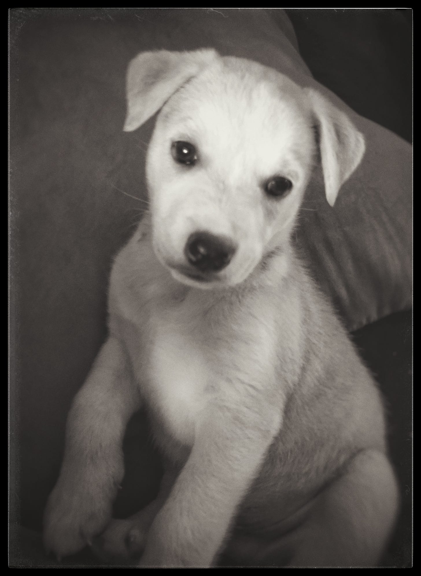 baby Felix in black and white