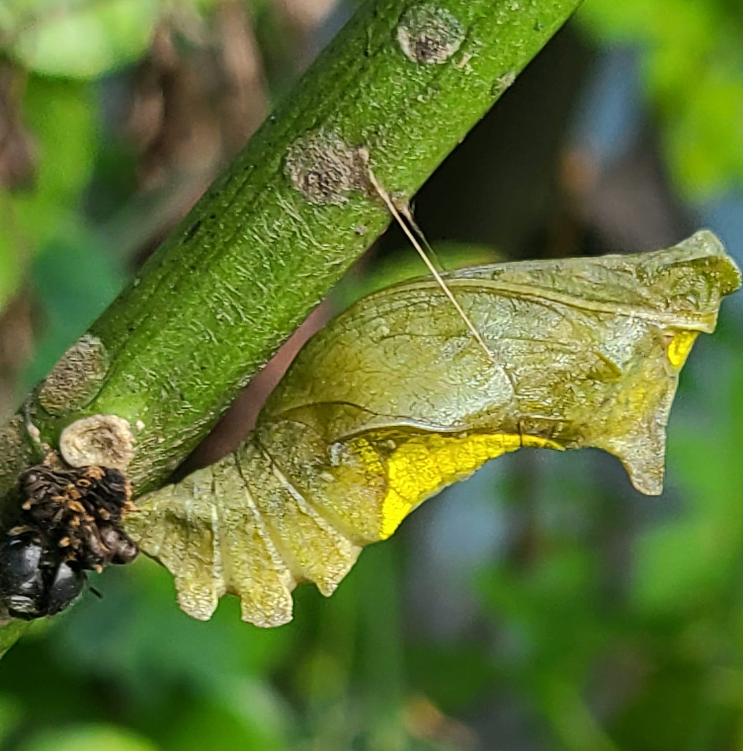 polydamas swallowtail cocoon