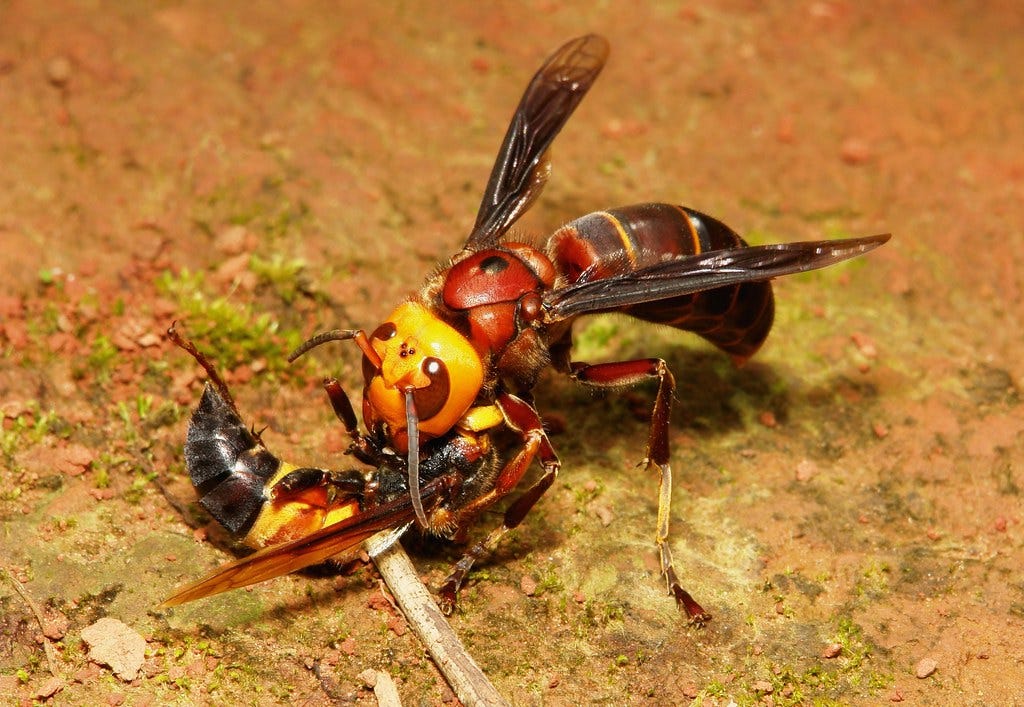 Dog Fight | Giant Asian Hornets - Vespa mandarinia vs. Vespa… | Flickr