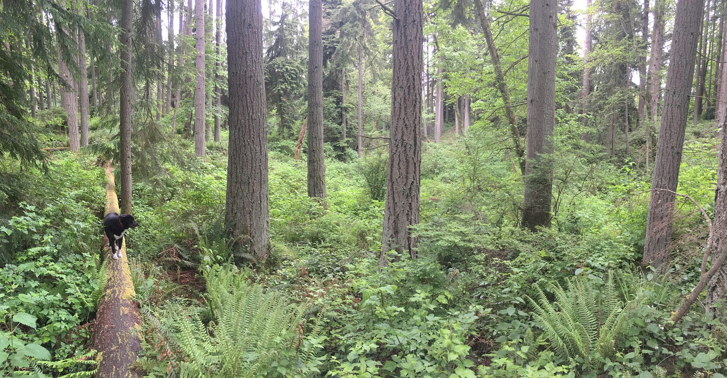 panaroma image: far left black and white dog walking towards camera looking towards his left while walking on fallen tree with moss on it, he is looking out at the rest of the view of tall tree trunks, ferns, and other green bushes.