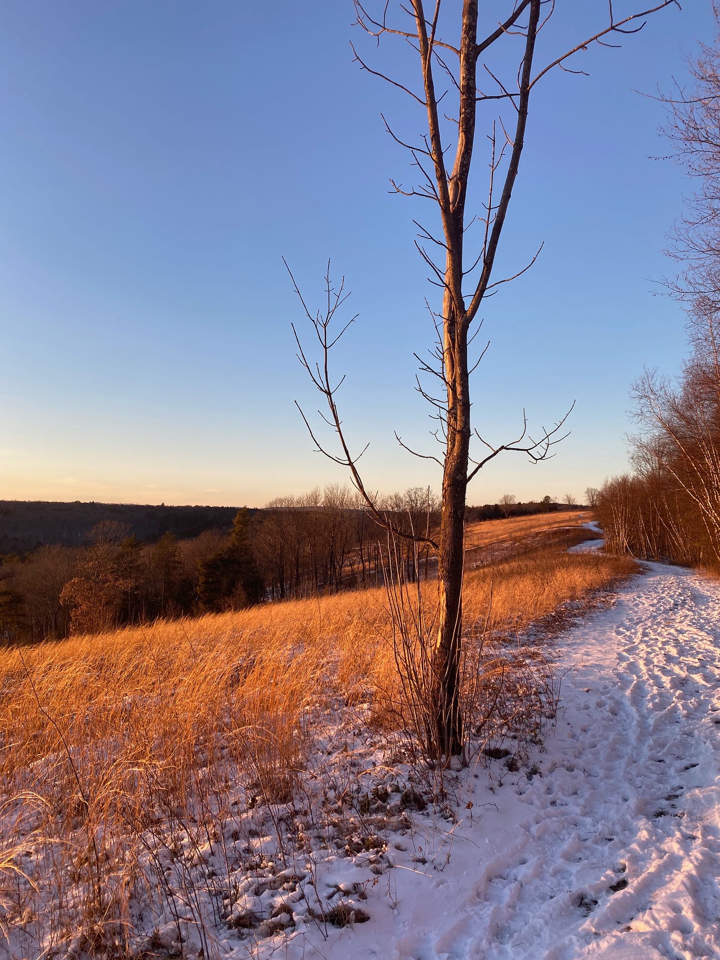 A snow-covered path on a hilltop at sunset. The grass-covered hill is bathed in golden light, the sky is a deep, sharp blue, and there is one bare tree in the foreground.