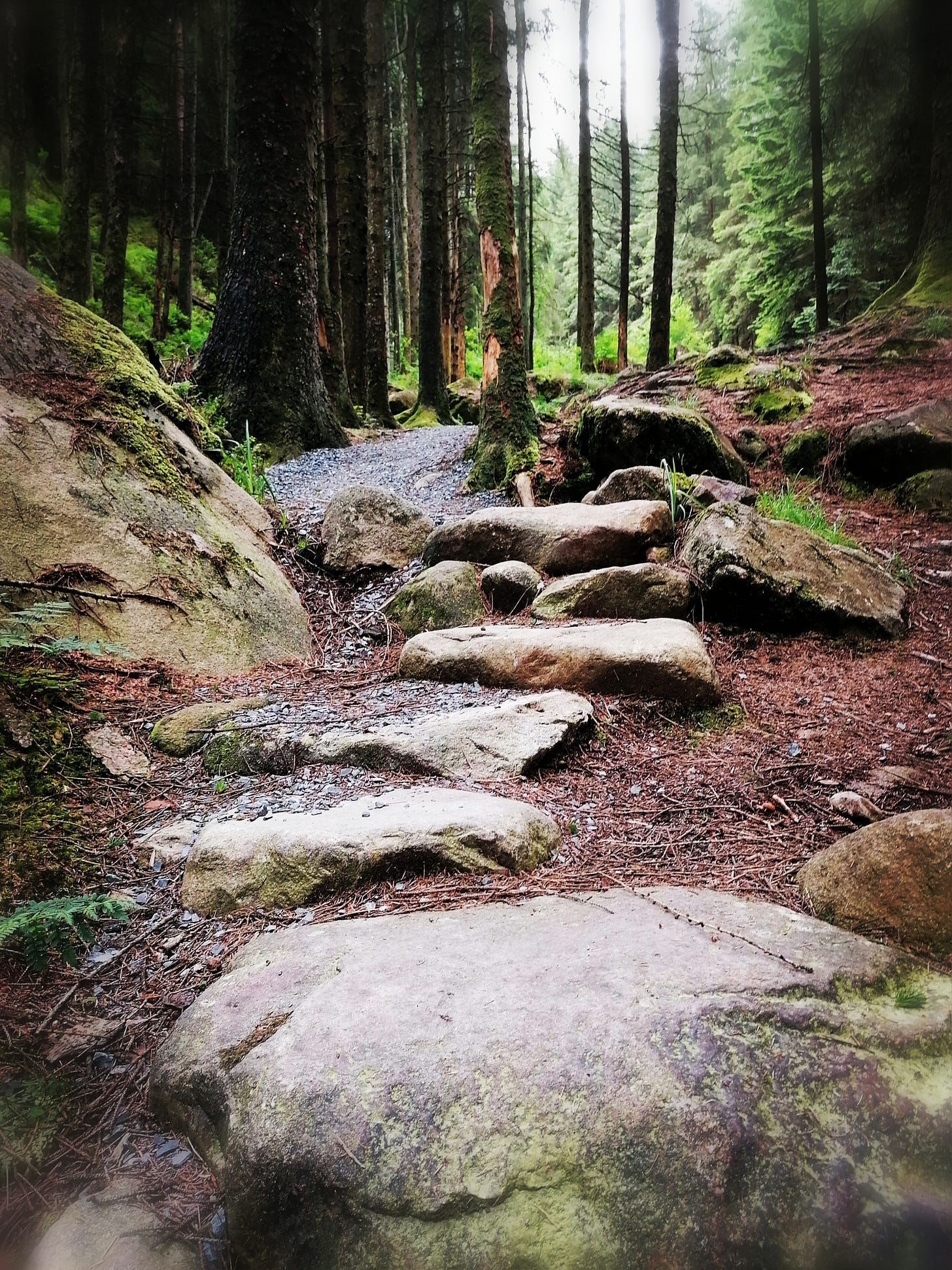 A photo of a path made up of large stones and boulders leading upwards into a forest of pines. A photo of a path made up of large stones and boulders leading upwards into a forest of pines.