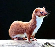 Mustela nivalis -British Wildlife Centre-4.jpg