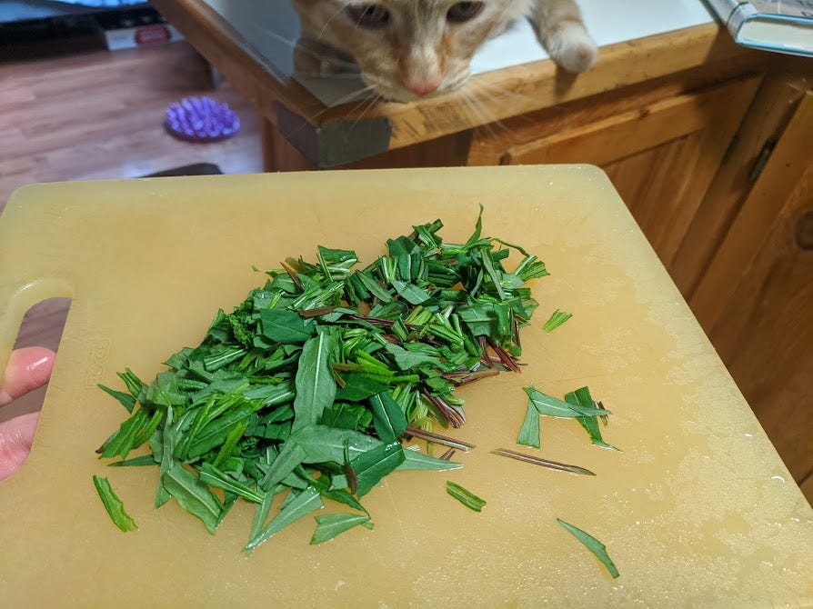 a cat sniffs a cutting board of chopped fireweed leaves