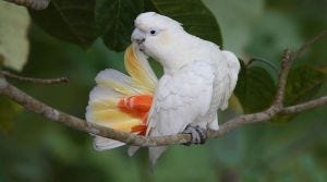 philippine cockatoo