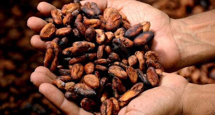 Image result for cocoa bean farmer
