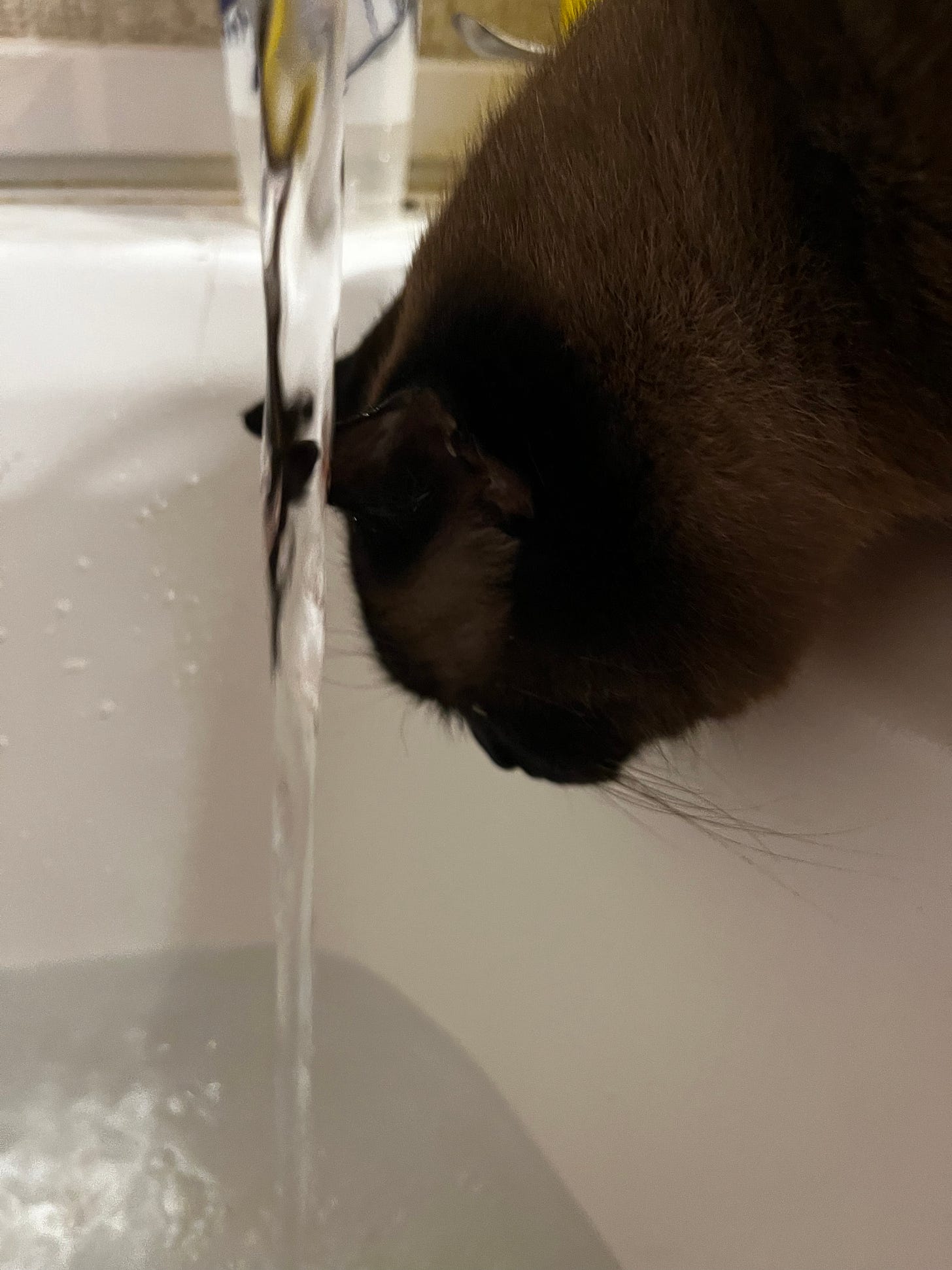 Siamese cat playing in the bathtub faucet