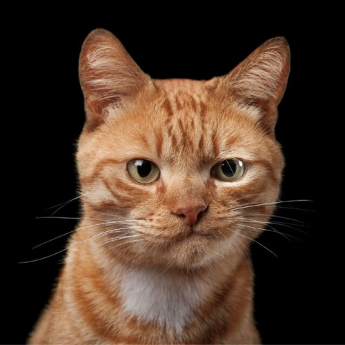 Create meme "Cat (Cat , meme of ginger cat , cat skeptic )" - Pictures -  Meme-arsenal.com