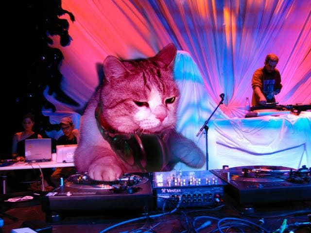 cat DJ | Cats, Funny cat pictures, Funny cats