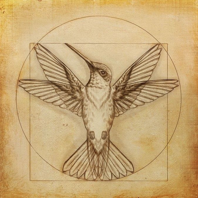 Black and white hummingbird tattoo | Hummingbird drawing, Drawings,  Hummingbird illustration