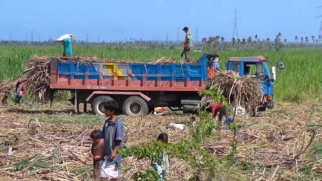 Sugar cane plantations in Northern Cebu /Life In The Philippines - YouTube