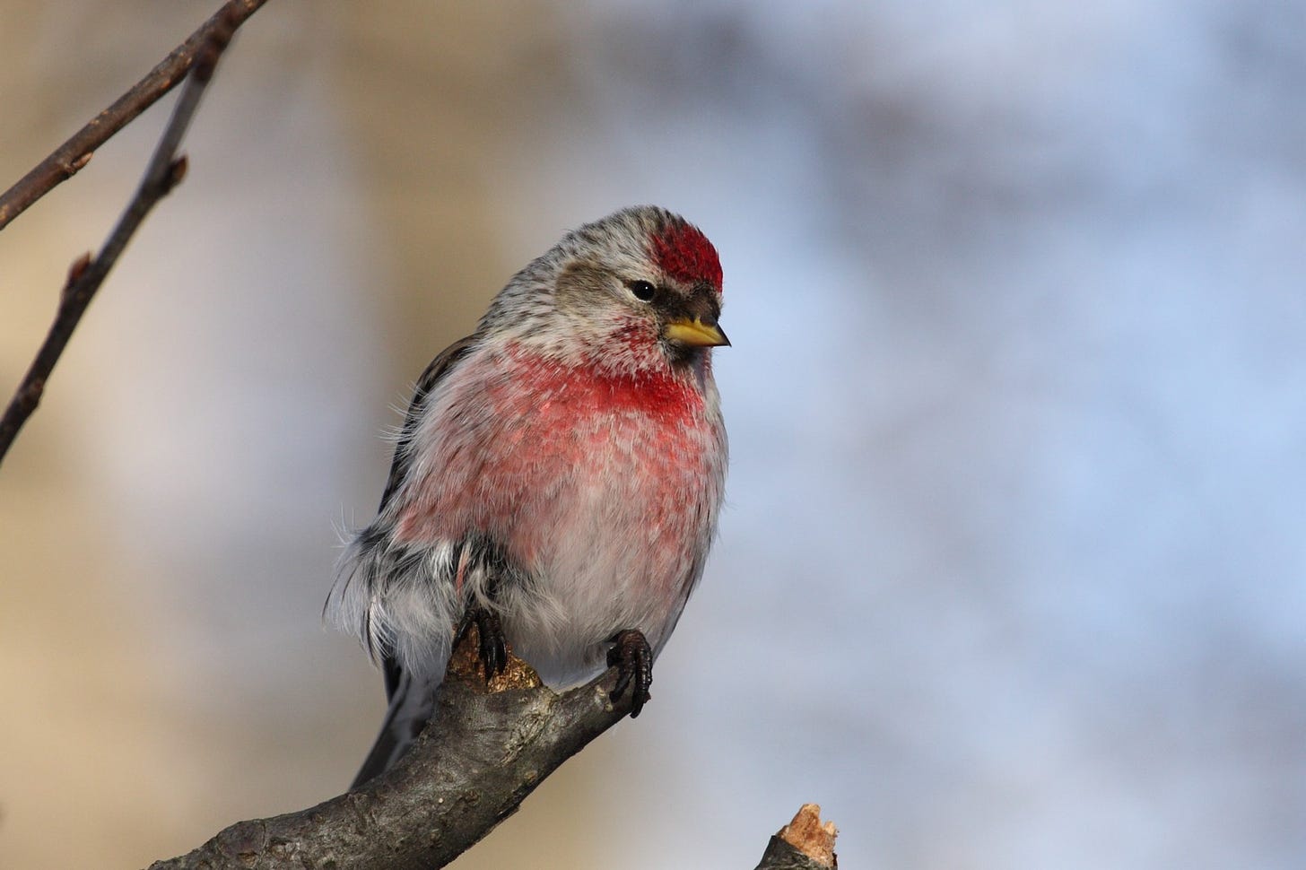 A male red poll.