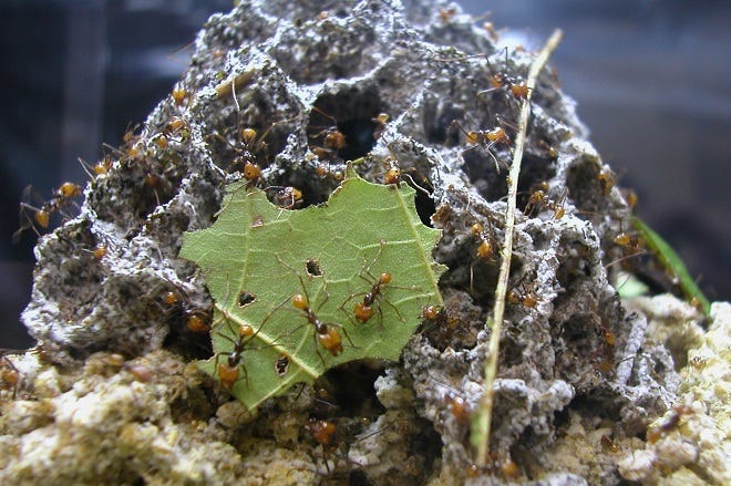 Leaf-cutter ants teach researchers about biofuel production |  Biomassmagazine.com