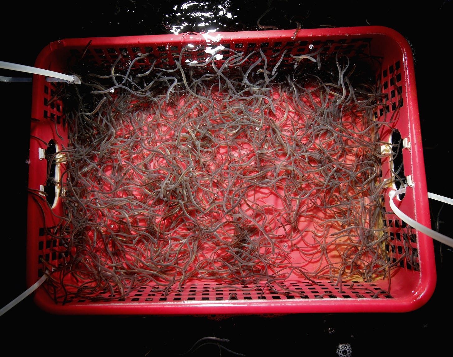 A picture of baby eels in a basket