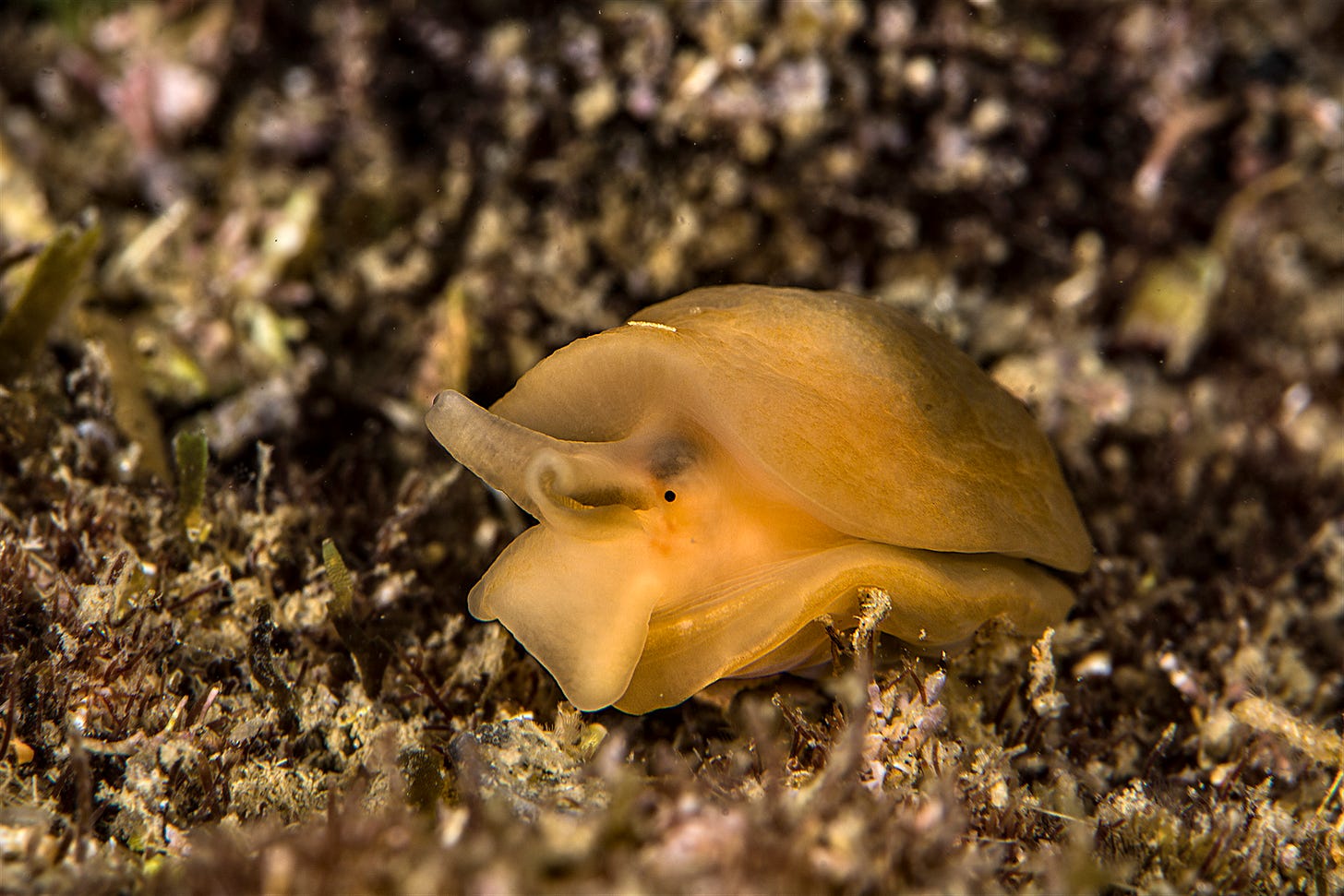 Berthellina aurantiaca