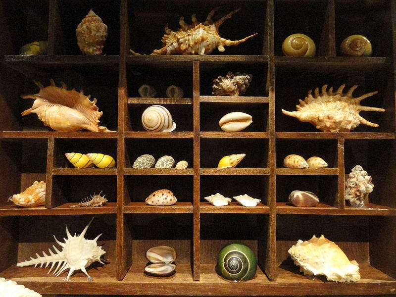 File:Cabinet of curiosities - National Geographic Museum - DSC05069.JPG
