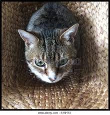 Image result for gray striped cat in laundry basket
