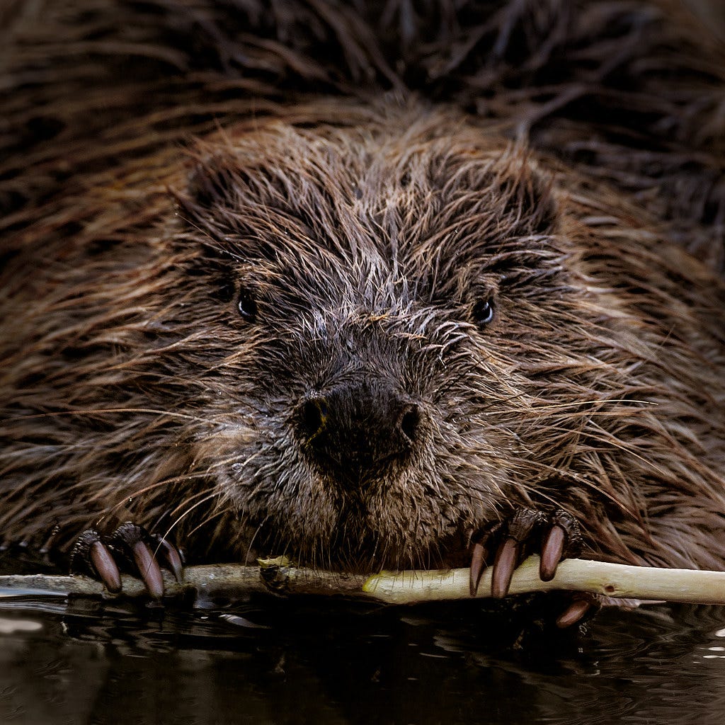 North American Beaver | We were hanging out at Schwabachers … | Flickr