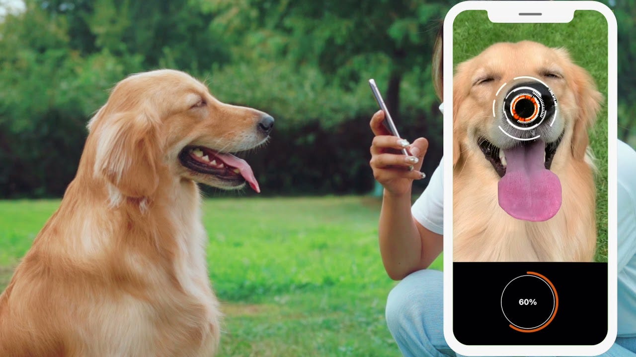 Introducing Petnow-The Nose Print Identification App for Dogs - YouTube