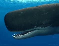 Image result for Sperm Whale