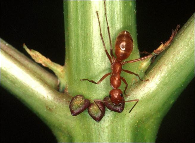 Figure 6. A large species of ant using the EFN of elderberry in north Florida.