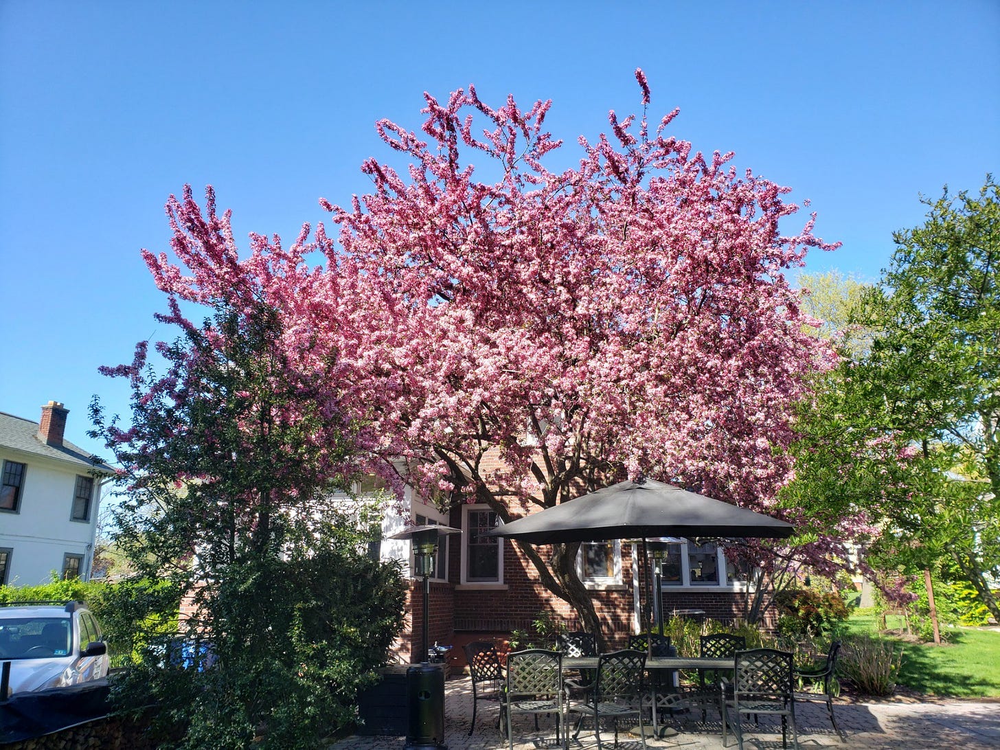 Gloriously bright photo of the flowering pink crabapple tree in Shira's backyard. The sky is a clear tangy blue. 