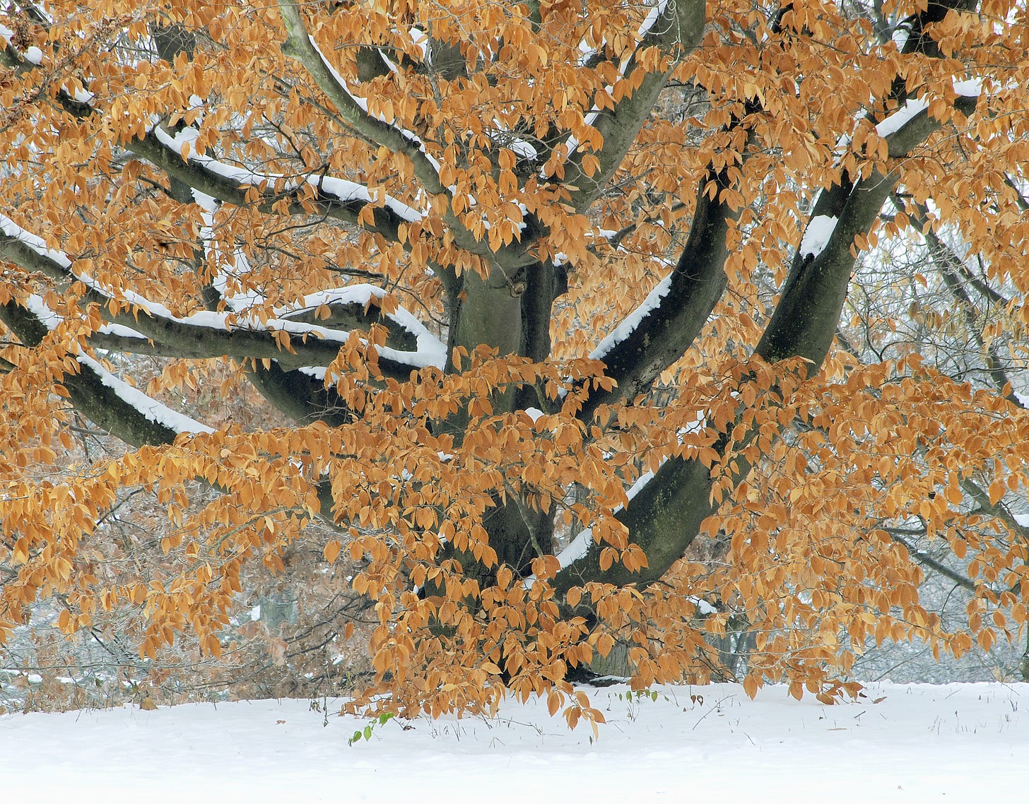 A beech tree with snow on its branches, but still covered with golden leaves