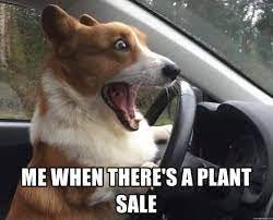 Me when there's a plant sale - Shocked Corgi | Meme Generator