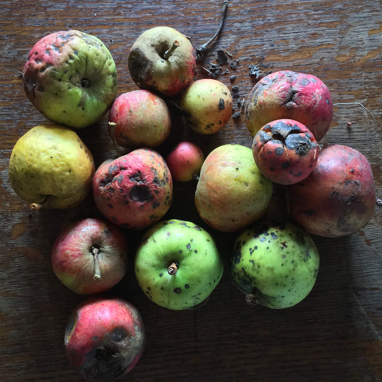 Feral apples of all sizes.