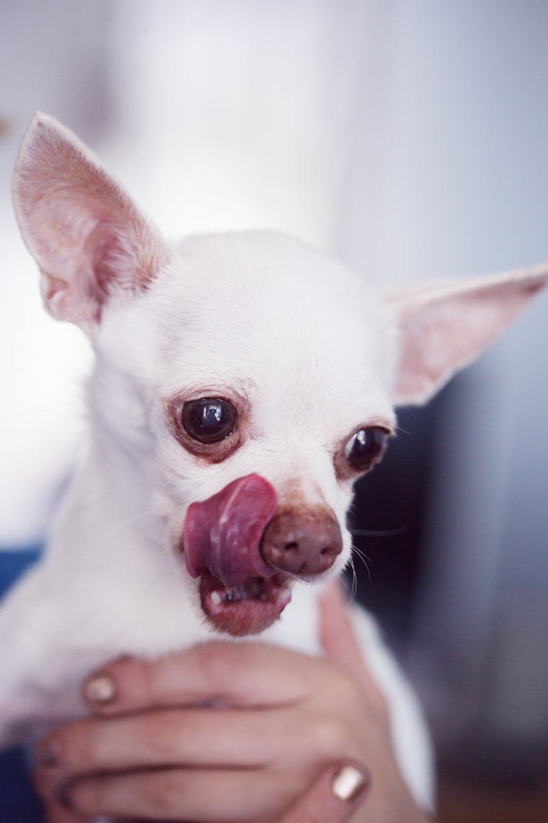 White Chihuahua licking its lips.