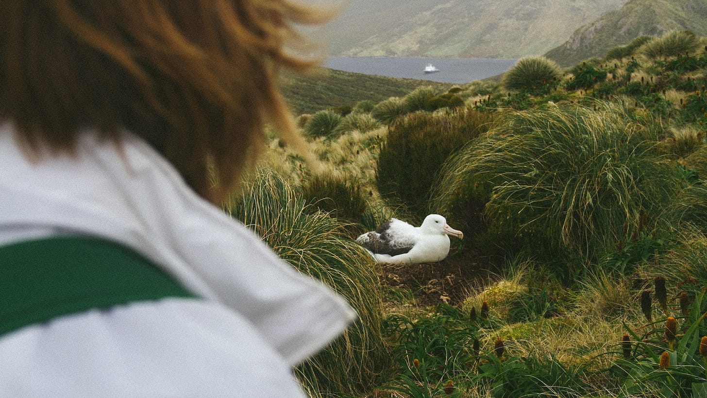 A photograph with the back of a person taking up third of the frame, in the centre is an albatross sitting on it's nest amongst some tussock and mega herbs, and in the background, looking down to the bottom of a mountain is a ship in a harbour, followed by more mountain on the other side.