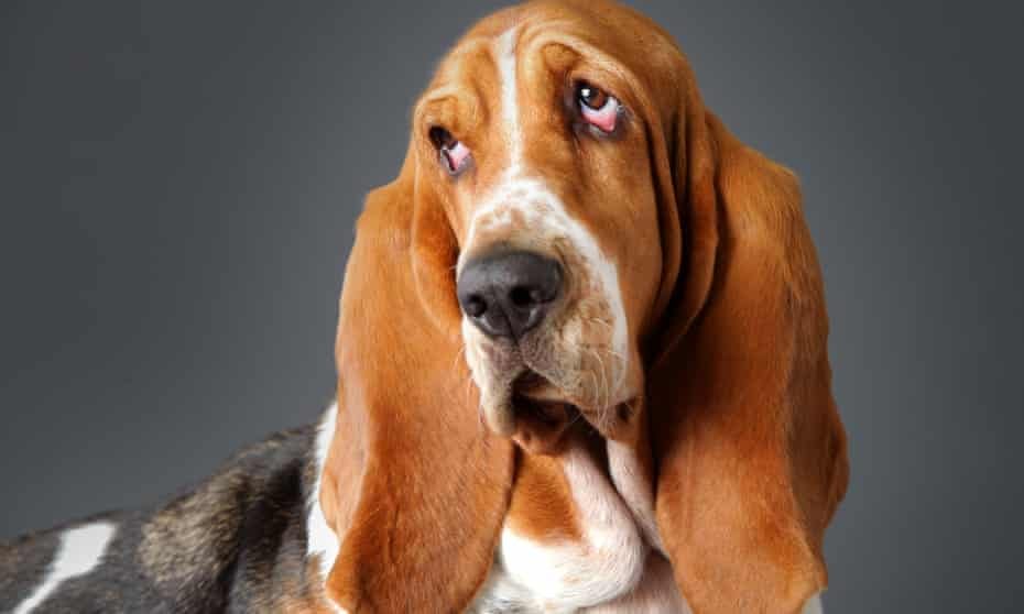 Victims were lured by the promise of Basset hound puppies that were never delivered. 